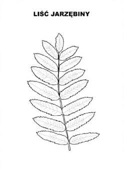 Kolorowanka liść jarzębiny